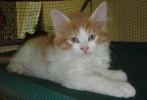 larks-boy Siberian Cat Miakoschka Gallery
