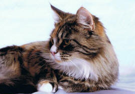 nov-08-side-profile_small.jpg