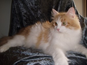 p1190381 Sabina now lives on the Sunshine coast Qld with her son I am sure she is keeping Peter trained in the way of cat ownership!