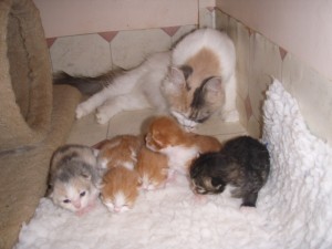 picture-cage-0033 Yelena and her babies