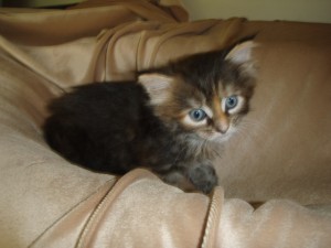 picture-cage-004 Siberian Cat Miakoschka Gallery