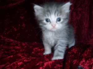 picture-cage-0192 Siberian Cat Miakoschka Gallery