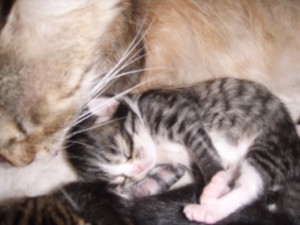 picture-cage-0221 one cute black tabby and white boy