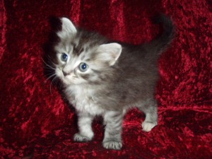 picture-cage-0222 Siberian Cat Miakoschka Gallery