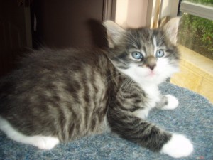 picture-cage-0232 Siberian Cat Miakoschka Gallery