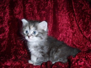 picture-cage-0233 Siberian Cat Miakoschka Gallery