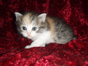 picture-cage-0241 Siberian Cat Miakoschka Gallery