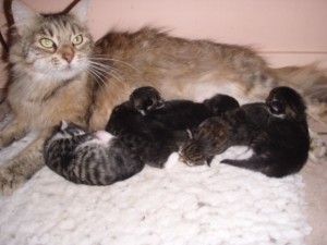 picture-cage-0251 Kisa with her last litter of babies.