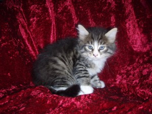 picture-cage-030 Siberian Cat Miakoschka Gallery