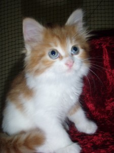 picture-cage-048 Siberian Cat Miakoschka Gallery
