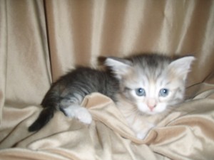 picture-cage-165 Siberian Cat Miakoschka Gallery