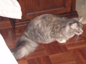 picture-cage Blue Tortie female desexed