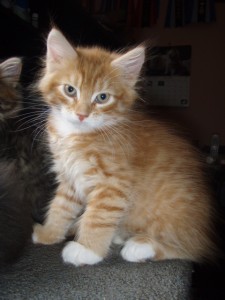 red-mac-tabby-white-boy Siberian Cat Miakoschka Gallery