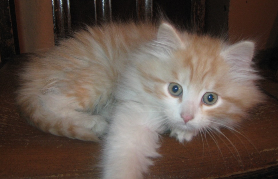 red silver male - Siberian Cats