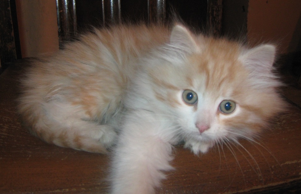 Red silver siberian cat 2025