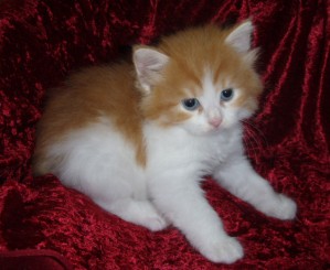 red-tabby-white-boy-3jpg3 Siberian Cat Miakoschka Gallery