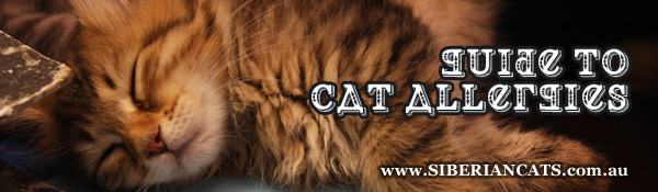 Siberian Cat   Miakoschka   Cat Allergies