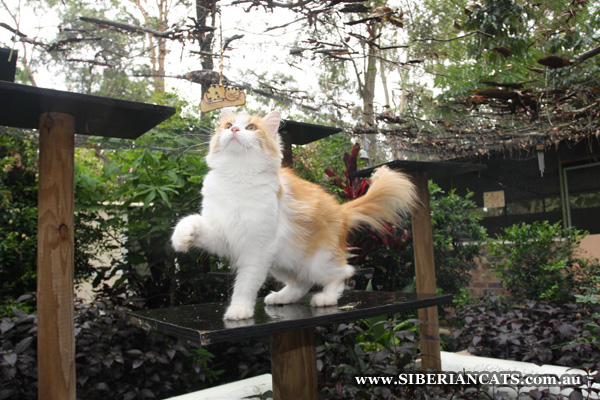 siberian-cattery1