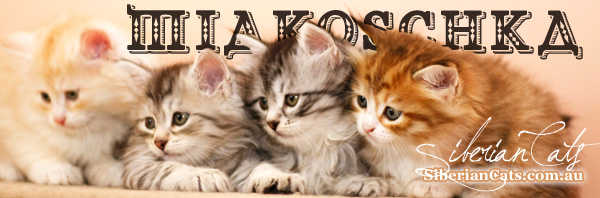 siberian-kittens-australia siberian-kittens-australia