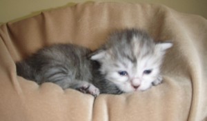 silver-tortie-girl1 Siberian Cat Miakoschka Gallery