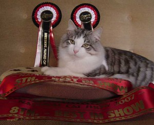 Best in Show Best in Show