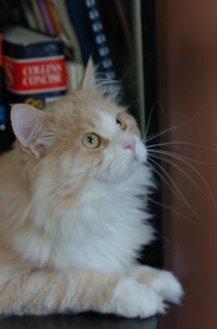 dsc_0008 Siberian Cat Miakoschka Wonderful Siberians