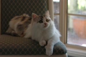 picture-004 Siberian Cat Miakoschka Wonderful Siberians
