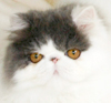 CUTE-FLUFFY-CATS