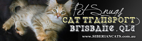 Cat-Transort-Service-Brisbane