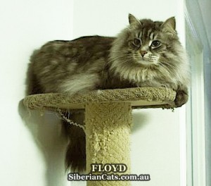Floyd-siberian-cat