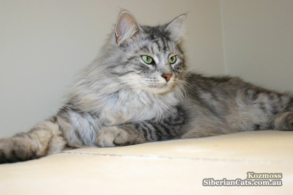 Kozmoss-siberian-adoption Kozmoss-siberian-adoption