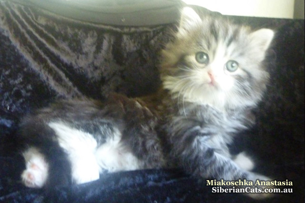 Siberian Cat   Miakoschka   New Kittens at our Siberian Cattery