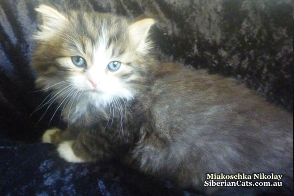 Siberian Cat   Miakoschka   New Kittens at our Siberian Cattery