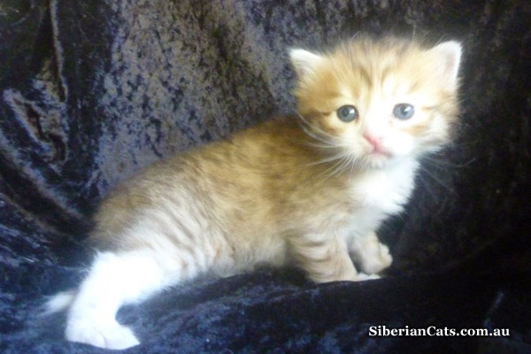 Miakoschka Starsha our newest female addition to the cattery...