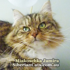 Siberian-Forest-Cat-Jamira-2
