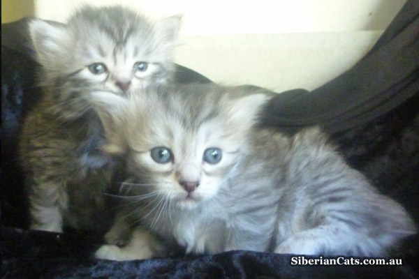 TASIS-BABIES-two-silver-girls TASIS-BABIES-two-silver-girls