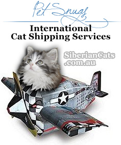 pet-cat-shipping-brisbane1
