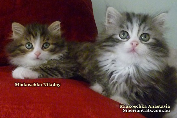 siberian-forest-cats