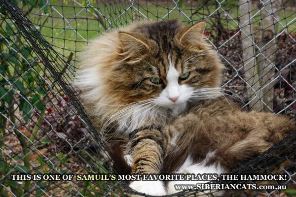 Siberian-Cat-Cattery-Brisbane