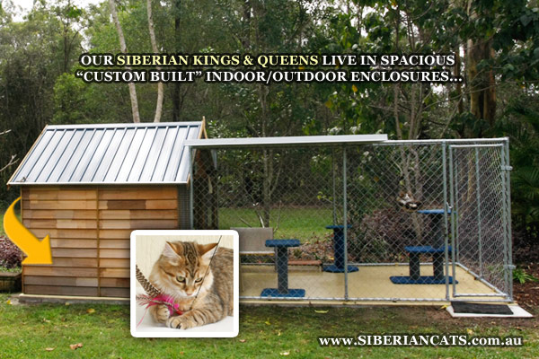 Siberian-Cattery-Cats-Brisbane