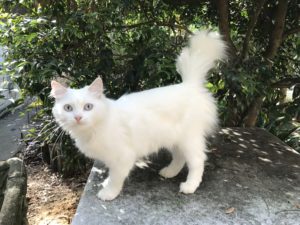 adoption-snow-princess.jpg