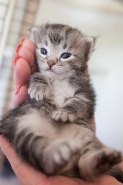 2 week old Siberian Kitten