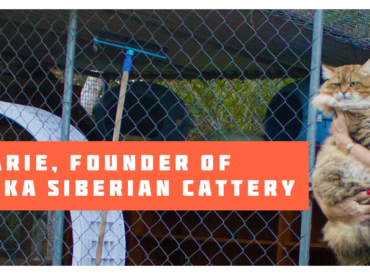 Our Brisbane Siberian Cattery – Gallery and Location