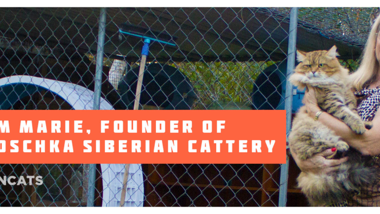 Our Brisbane Siberian Cattery – Gallery and Location