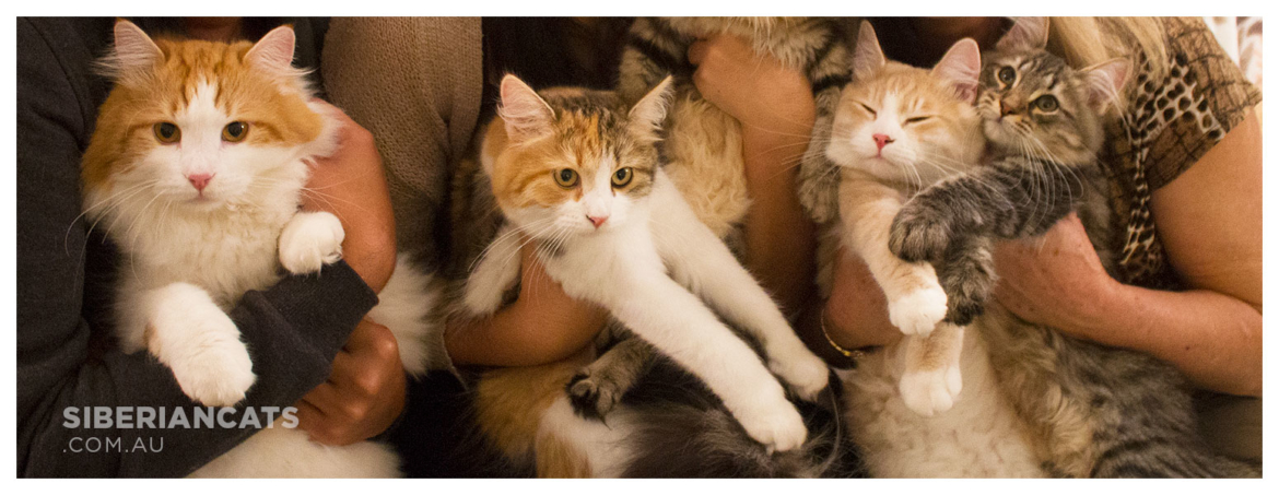 Miakoschka-Siberian-Cat-Breeder.jpg