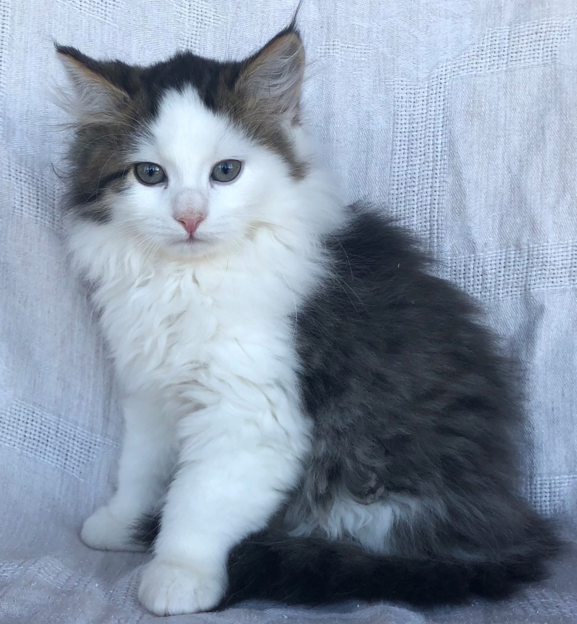 black_and_white_kitten_1.jpeg