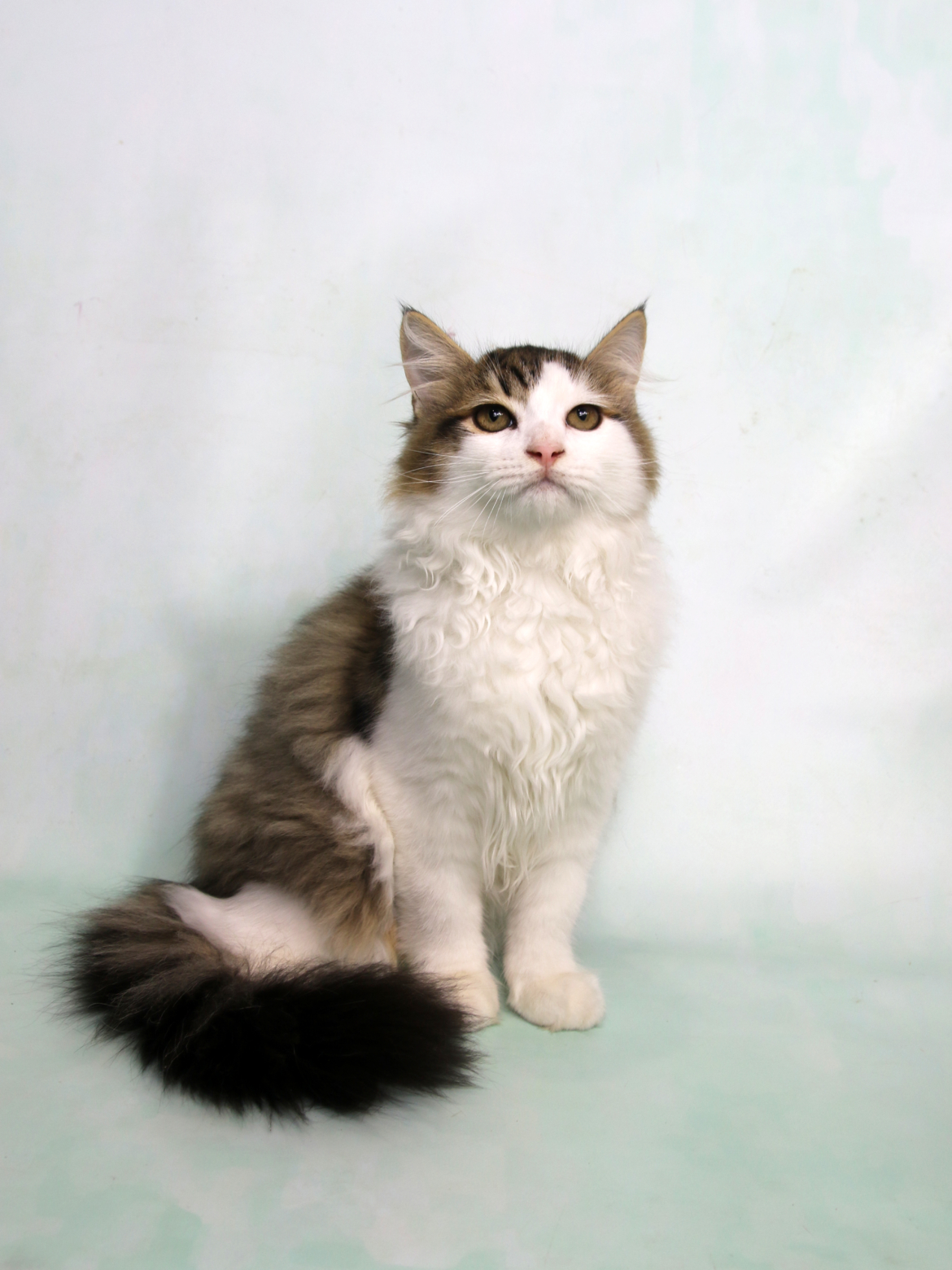 Tabby-and-White.jpg