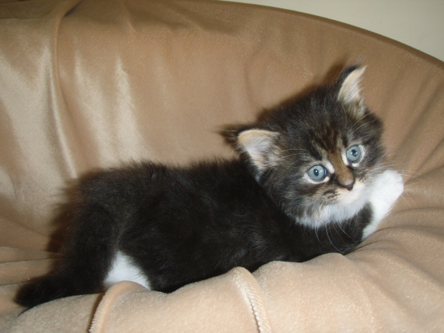 black-mac-taby-white-no-blaze.jpg