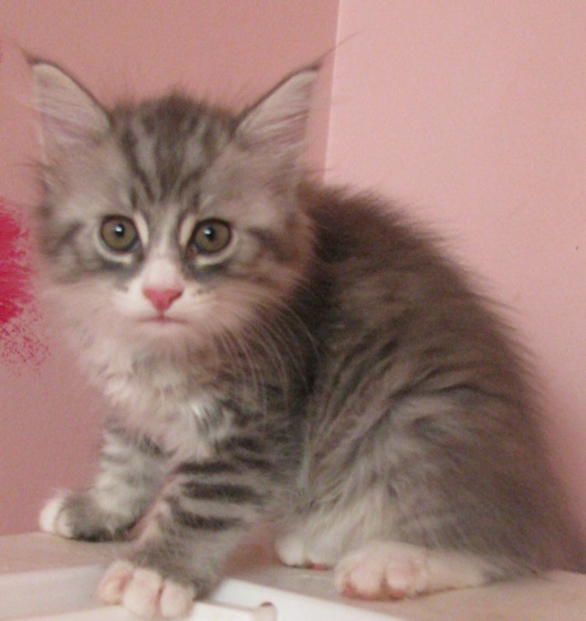 silvia-silver-tabby-white-girl.jpg