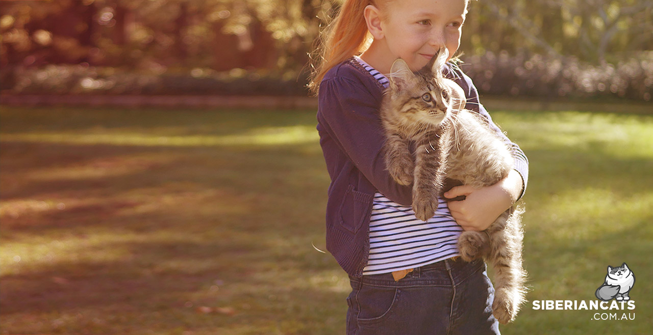 Siberian Cats Website